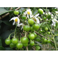 Peloteira (Solanum...